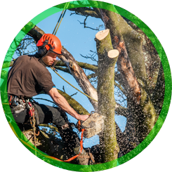 Man Pruning a Tree