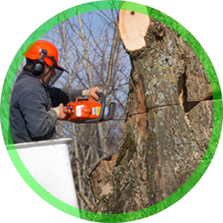 Man Cutting Down a Tree