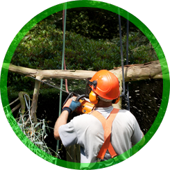 Man Taking a Cut Down Tree Limb