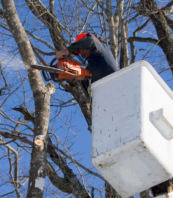 Tree Trimming